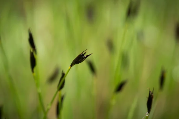 여름에는 비가 후 습지에서 성장 하는 아름 다운 sedges. 얕은 깊이의 필드 근접 매크로 사진. — 스톡 사진