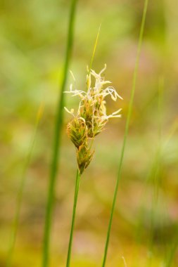 Yaz aylarında yağmur sonrası bir bataklık içinde büyüyen bir güzel sedges. Sığ derinliği alan closeup makro fotoğraf.