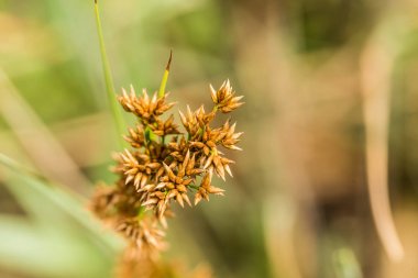 Yaz aylarında yağmur sonrası bir bataklık içinde büyüyen bir güzel sedges. Sığ derinliği alan closeup makro fotoğraf.
