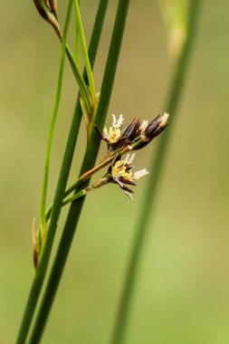 Yaz aylarında yağmur sonrası bir bataklık içinde büyüyen bir güzel sedges. Sığ derinliği alan closeup makro fotoğraf.