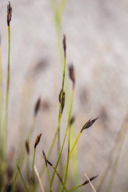 Yaz aylarında yağmur sonrası bir bataklık içinde büyüyen bir güzel sedges. Sığ derinliği alan closeup makro fotoğraf.