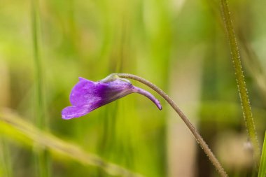 A beautiful, vibrant details of a common butterwort flowers in marsh after the rain. Shallow depth of field macro closeup photo. clipart