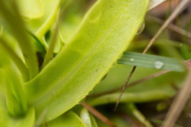 A beautiful, vibrant details of a common butterwort flowers in marsh after the rain. Shallow depth of field macro closeup photo. clipart