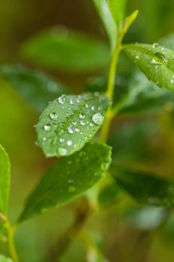 Marsh çim yağmurdan sonra güzel bir portre. Sığ derinliği alan closeup makro fotoğraf.