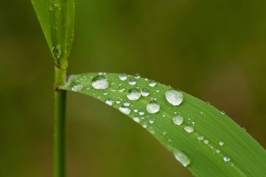 Marsh çim yağmurdan sonra güzel bir portre. Sığ derinliği alan closeup makro fotoğraf.