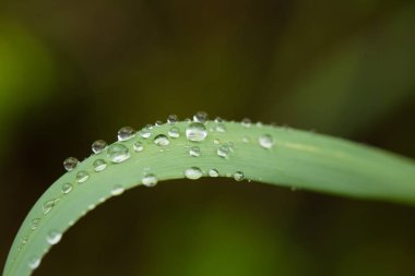 Marsh çim yağmurdan sonra güzel bir portre. Sığ derinliği alan closeup makro fotoğraf.