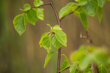 Marsh çim yağmurdan sonra güzel bir portre. Sığ derinliği alan closeup makro fotoğraf.