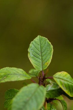 Marsh çim yağmurdan sonra güzel bir portre. Sığ derinliği alan closeup makro fotoğraf.