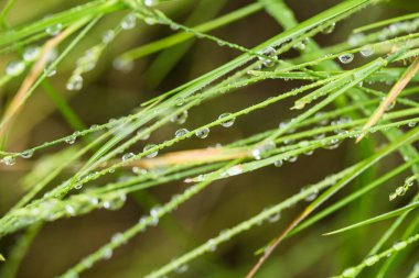 Marsh çim yağmurdan sonra güzel bir portre. Sığ derinliği alan closeup makro fotoğraf.