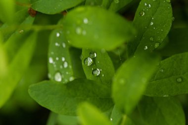 Marsh çim yağmurdan sonra güzel bir portre. Sığ derinliği alan closeup makro fotoğraf.