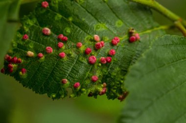 Marsh çim yağmurdan sonra güzel bir portre. Sığ derinliği alan closeup makro fotoğraf.