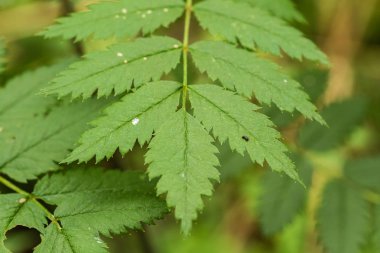 Marsh çim yağmurdan sonra güzel bir portre. Sığ derinliği alan closeup makro fotoğraf.