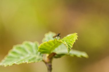 Marsh çim yağmurdan sonra güzel bir portre. Sığ derinliği alan closeup makro fotoğraf.