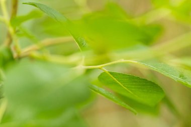 Marsh çim yağmurdan sonra güzel bir portre. Sığ derinliği alan closeup makro fotoğraf.