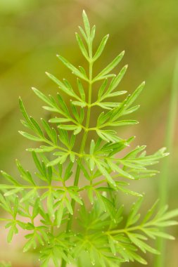 Marsh çim yağmurdan sonra güzel bir portre. Sığ derinliği alan closeup makro fotoğraf.