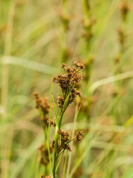 En vacker halvgräs som växer i ett kärr efter regn på sommaren. Grunt djup av fältet närbild makro foto. — Stockfoto