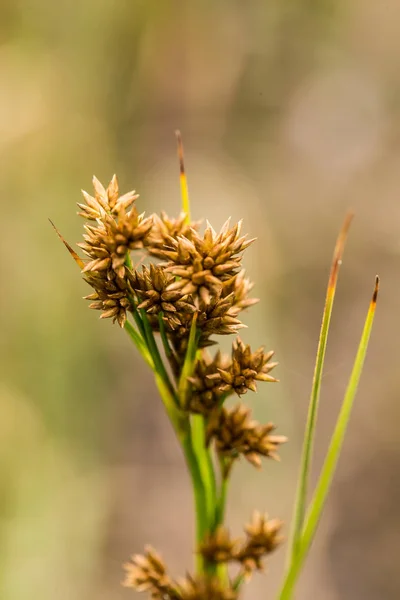 A beautiful sedges growing in a marsh after the rain in summer. Shallow depth of field closeup macro photo. — Stock Photo, Image