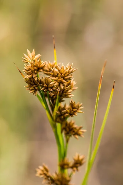A beautiful sedges growing in a marsh after the rain in summer. Shallow depth of field closeup macro photo. — Stock Photo, Image