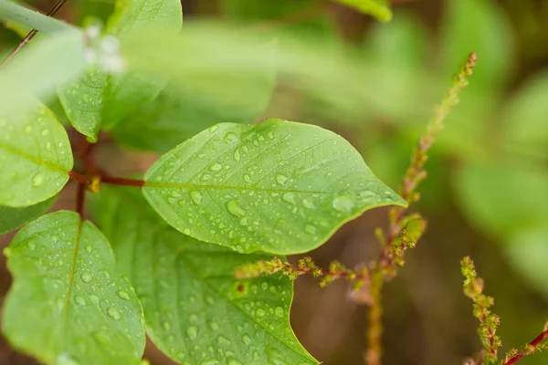 Un hermoso primer plano de una hierba de pantano después de la lluvia. Profundidad superficial del primer plano de campo macro foto . —  Fotos de Stock