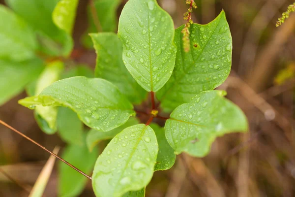 En vacker närbild av ett kärr gräs efter regnet. Grunt djup av fältet närbild makro foto. — Stockfoto