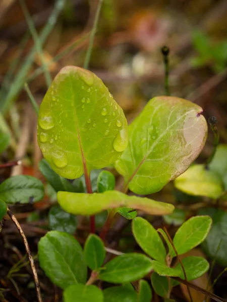 Een mooie close-up van een moeras gras na de regen. Ondiepe scherptediepte veld close-up macro foto. — Stockfoto