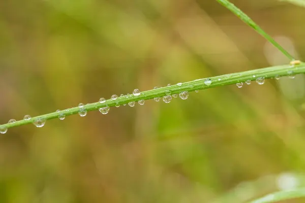 En vacker närbild av ett kärr gräs efter regnet. Grunt djup av fältet närbild makro foto. — Stockfoto