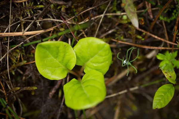 Een mooie close-up van een moeras gras na de regen. Ondiepe scherptediepte veld close-up macro foto. — Stockfoto