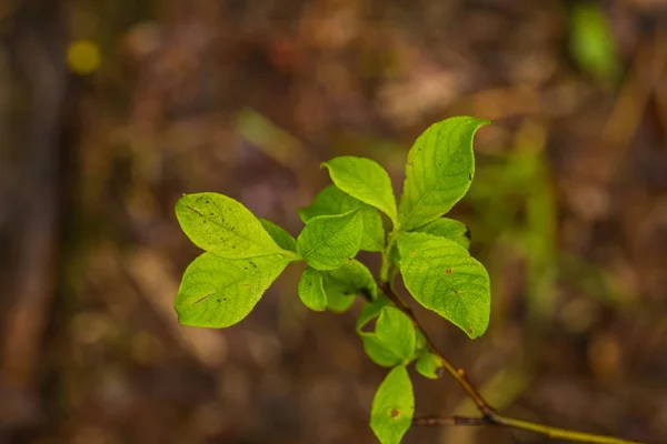 En vacker närbild av ett kärr gräs efter regnet. Grunt djup av fältet närbild makro foto. — Stockfoto