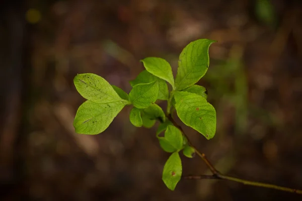 Un hermoso primer plano de una hierba de pantano después de la lluvia. Profundidad superficial del primer plano de campo macro foto . —  Fotos de Stock