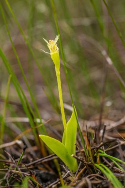 Yaz marsh çiçek güzel nadir fen orkide. Closeup makro fotoğraf, sığ derinlik-in tarla.