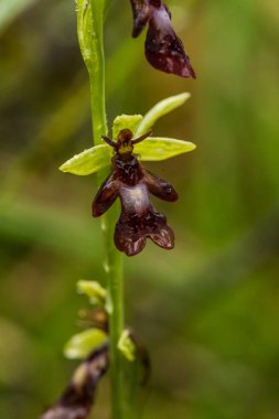Yağmurdan sonra yaz aylarında bataklık içinde çiçekli bir güzel nadir vahşi orkide. Closeup makro fotoğraf, sığ derinlik-in tarla.