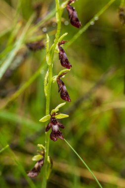 Yağmurdan sonra yaz aylarında bataklık içinde çiçekli bir güzel nadir vahşi orkide. Closeup makro fotoğraf, sığ derinlik-in tarla.