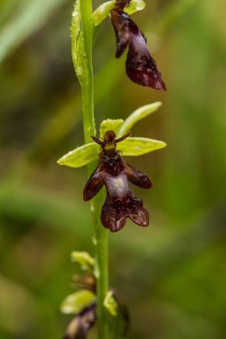 Yağmurdan sonra yaz aylarında bataklık içinde çiçekli bir güzel nadir vahşi orkide. Closeup makro fotoğraf, sığ derinlik-in tarla.