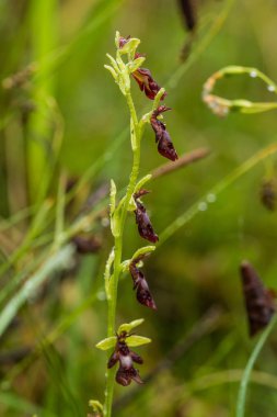Yağmurdan sonra yaz aylarında bataklık içinde çiçekli bir güzel nadir vahşi orkide. Closeup makro fotoğraf, sığ derinlik-in tarla.