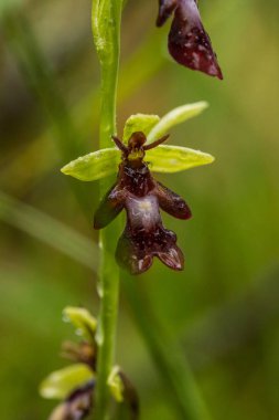 Yağmurdan sonra yaz aylarında bataklık içinde çiçekli bir güzel nadir vahşi orkide. Closeup makro fotoğraf, sığ derinlik-in tarla.