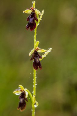 Yağmurdan sonra yaz aylarında bataklık içinde çiçekli bir güzel nadir vahşi orkide. Closeup makro fotoğraf, sığ derinlik-in tarla.