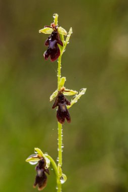 Yağmurdan sonra yaz aylarında bataklık içinde çiçekli bir güzel nadir vahşi orkide. Closeup makro fotoğraf, sığ derinlik-in tarla.