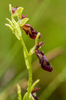 Yağmurdan sonra yaz aylarında bataklık içinde çiçekli bir güzel nadir vahşi orkide. Closeup makro fotoğraf, sığ derinlik-in tarla.