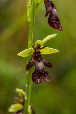 Yağmurdan sonra yaz aylarında bataklık içinde çiçekli bir güzel nadir vahşi orkide. Closeup makro fotoğraf, sığ derinlik-in tarla.