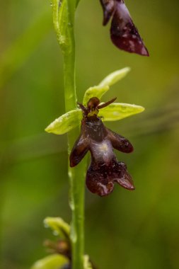 Yağmurdan sonra yaz aylarında bataklık içinde çiçekli bir güzel nadir vahşi orkide. Closeup makro fotoğraf, sığ derinlik-in tarla.