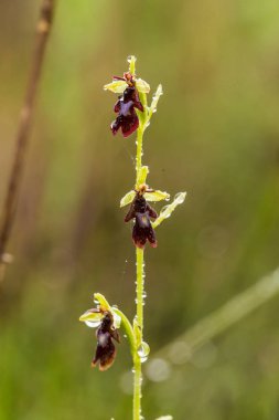 Yağmurdan sonra yaz aylarında bataklık içinde çiçekli bir güzel nadir vahşi orkide. Closeup makro fotoğraf, sığ derinlik-in tarla.