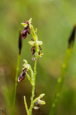 Yağmurdan sonra yaz aylarında bataklık içinde çiçekli bir güzel nadir vahşi orkide. Closeup makro fotoğraf, sığ derinlik-in tarla.