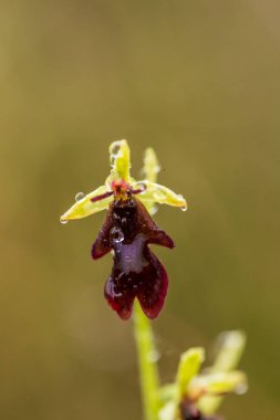 Yağmurdan sonra yaz aylarında bataklık içinde çiçekli bir güzel nadir vahşi orkide. Closeup makro fotoğraf, sığ derinlik-in tarla.