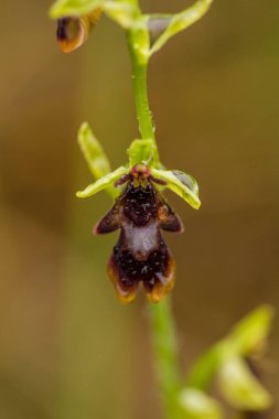 Yağmurdan sonra yaz aylarında bataklık içinde çiçekli bir güzel nadir vahşi orkide. Closeup makro fotoğraf, sığ derinlik-in tarla.