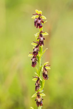 Yağmurdan sonra yaz aylarında bataklık içinde çiçekli bir güzel nadir vahşi orkide. Closeup makro fotoğraf, sığ derinlik-in tarla.