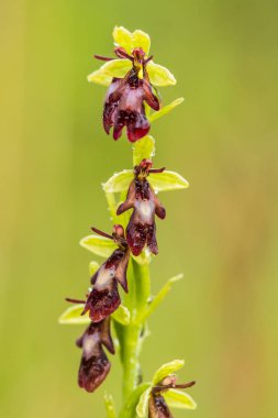 Yağmurdan sonra yaz aylarında bataklık içinde çiçekli bir güzel nadir vahşi orkide. Closeup makro fotoğraf, sığ derinlik-in tarla.
