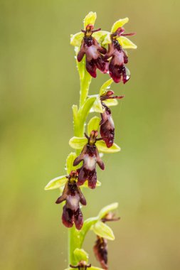 Yağmurdan sonra yaz aylarında bataklık içinde çiçekli bir güzel nadir vahşi orkide. Closeup makro fotoğraf, sığ derinlik-in tarla.