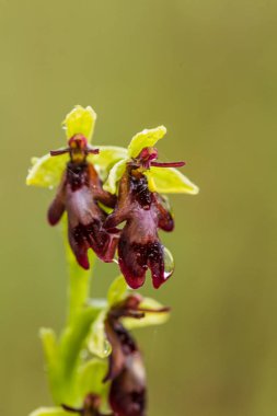 Yağmurdan sonra yaz aylarında bataklık içinde çiçekli bir güzel nadir vahşi orkide. Closeup makro fotoğraf, sığ derinlik-in tarla.