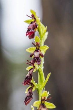 Yağmurdan sonra yaz aylarında bataklık içinde çiçekli bir güzel nadir vahşi orkide. Closeup makro fotoğraf, sığ derinlik-in tarla.