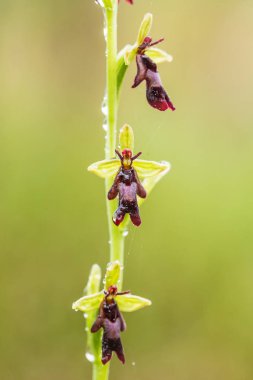 Yağmurdan sonra yaz aylarında bataklık içinde çiçekli bir güzel nadir vahşi orkide. Closeup makro fotoğraf, sığ derinlik-in tarla.